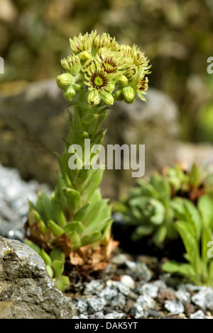 Wulfen`s Houseleek (Sempervivum wulfenii), blooming, Switzerland Stock Photo